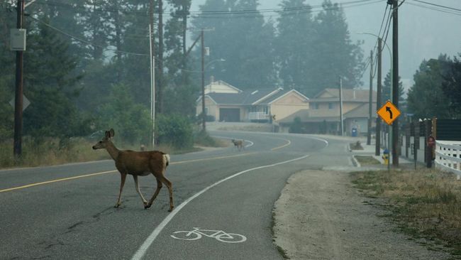 Facebook errors and confused Canadians searching for fire news