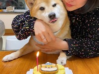Anjing Shiba Inu Si 'Raja Meme' Mati Akibat Kanker