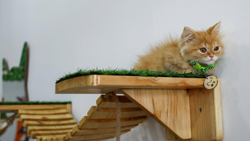Pengunjung bermain dengan kucing di 