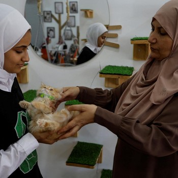 Penampakan Kafe Kucing Pertama di Jalur Gaza Palestina