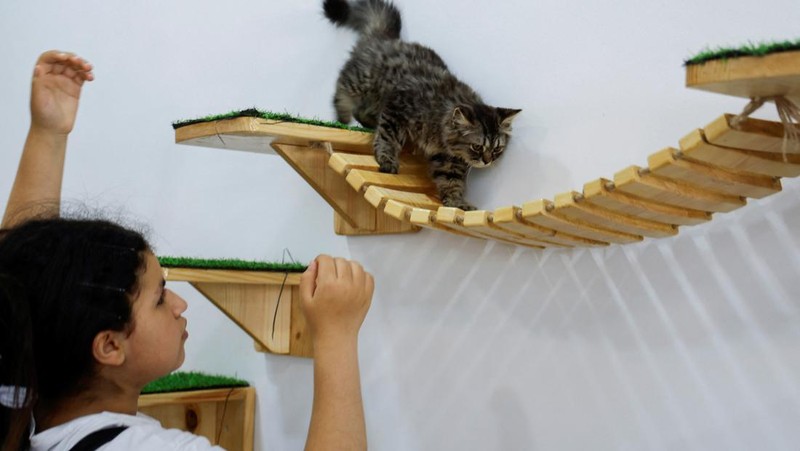 Pengunjung bermain dengan kucing di 
