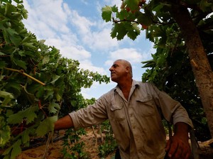 Petani Teriak! Harga Anggur di Australia Anjlok