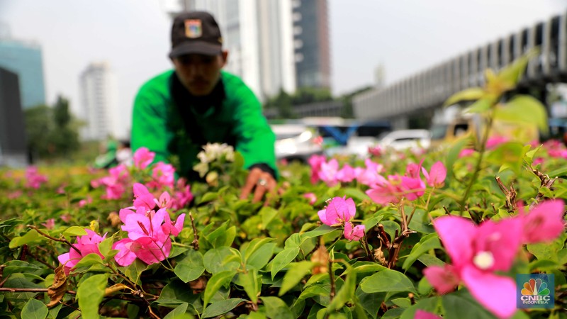 Pekerja Dinas Pertanaman dan Hutan Kota merawat Tanaman bougenville amenities atau yang biasa dikenal dengan bunga kertas di Kawasan Senayan, Jakarta, Rabu, (23/8). Pekerja Dinas Pertanaman dan Hutan Kota merawat Tanaman bougenville amenities atau yang biasa dikenal dengan bunga kertas di Kawasan Senayan, Jakarta, Rabu, (23/8). (CNBC Indonesia/Muhammad Sabki)