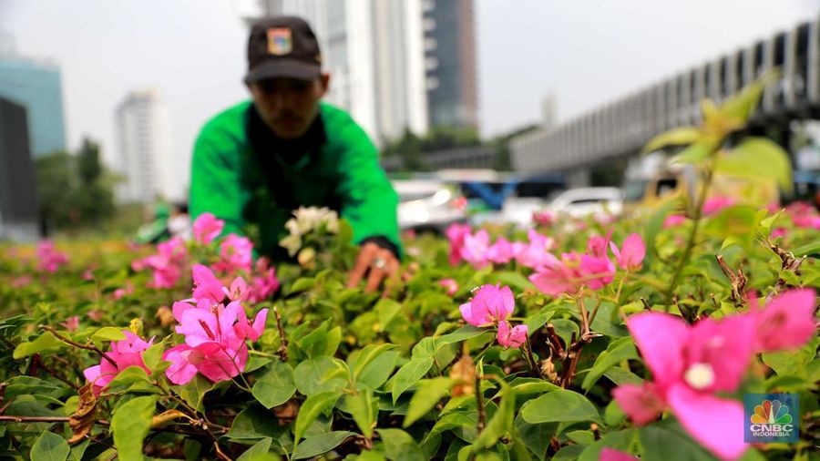 Pekerja Dinas Pertanaman dan Hutan Kota merawat Tanaman bougenville amenities atau yang biasa dikenal dengan bunga kertas di Kawasan Senayan, Jakarta, Rabu, (23/8). (CNBC Indonesia/Muhammad Sabki)