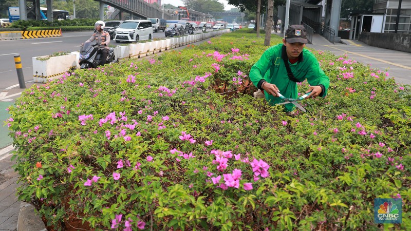 Pekerja Dinas Pertanaman dan Hutan Kota merawat Tanaman bougenville amenities atau yang biasa dikenal dengan bunga kertas di Kawasan Senayan, Jakarta, Rabu, (23/8). Pekerja Dinas Pertanaman dan Hutan Kota merawat Tanaman bougenville amenities atau yang biasa dikenal dengan bunga kertas di Kawasan Senayan, Jakarta, Rabu, (23/8). (CNBC Indonesia/Muhammad Sabki)