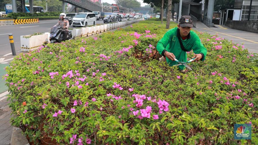 Pekerja Dinas Pertanaman dan Hutan Kota merawat Tanaman bougenville amenities atau yang biasa dikenal dengan bunga kertas di Kawasan Senayan, Jakarta, Rabu, (23/8). (CNBC Indonesia/Muhammad Sabki)
