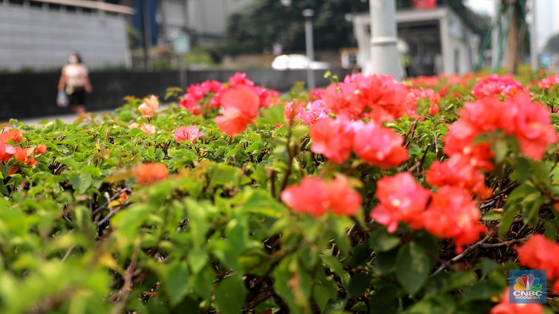 Pekerja Dinas Pertanaman dan Hutan Kota merawat Tanaman bougenville amenities atau yang biasa dikenal dengan bunga kertas di Kawasan Senayan, Jakarta, Rabu, (23/8). Pekerja Dinas Pertanaman dan Hutan Kota merawat Tanaman bougenville amenities atau yang biasa dikenal dengan bunga kertas di Kawasan Senayan, Jakarta, Rabu, (23/8). (CNBC Indonesia/Muhammad Sabki)