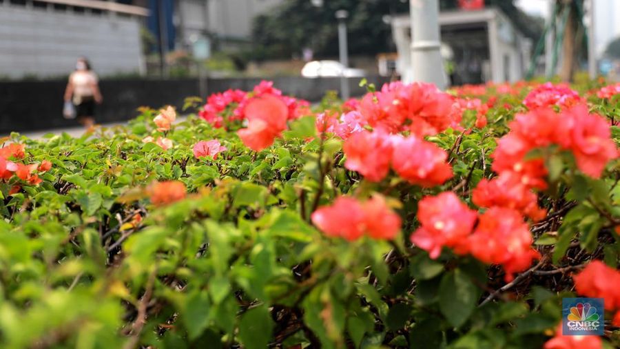 Pekerja Dinas Pertanaman dan Hutan Kota merawat Tanaman bougenville amenities atau yang biasa dikenal dengan bunga kertas di Kawasan Senayan, Jakarta, Rabu, (23/8). (CNBC Indonesia/Muhammad Sabki)