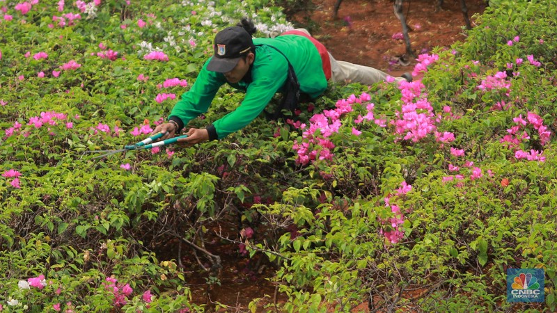 Pekerja Dinas Pertanaman dan Hutan Kota merawat Tanaman bougenville amenities atau yang biasa dikenal dengan bunga kertas di Kawasan Senayan, Jakarta, Rabu, (23/8). Pekerja Dinas Pertanaman dan Hutan Kota merawat Tanaman bougenville amenities atau yang biasa dikenal dengan bunga kertas di Kawasan Senayan, Jakarta, Rabu, (23/8). (CNBC Indonesia/Muhammad Sabki)