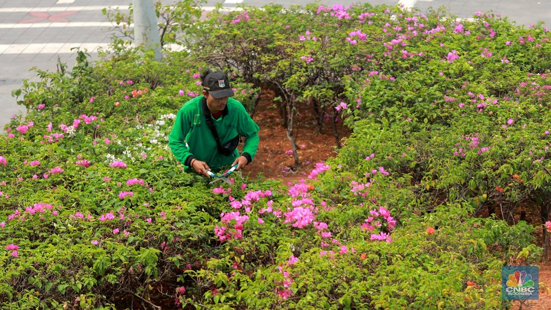 Pekerja Dinas Pertanaman dan Hutan Kota merawat Tanaman bougenville amenities atau yang biasa dikenal dengan bunga kertas di Kawasan Senayan, Jakarta, Rabu, (23/8). (CNBC Indonesia/Muhammad Sabki)