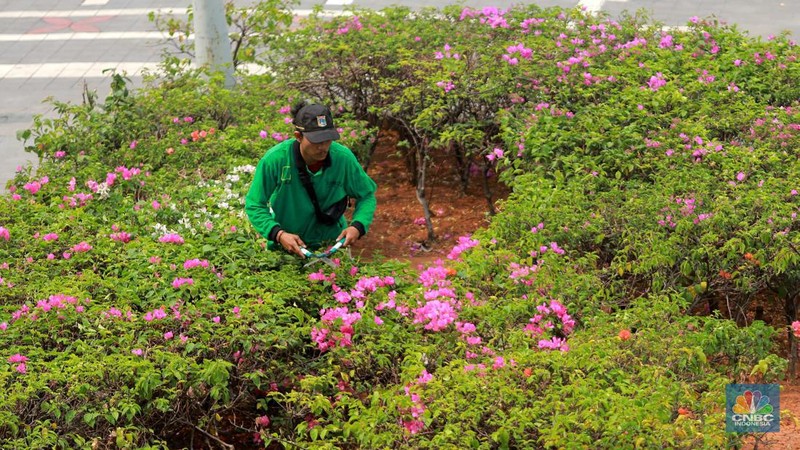 Pekerja Dinas Pertanaman dan Hutan Kota merawat Tanaman bougenville amenities atau yang biasa dikenal dengan bunga kertas di Kawasan Senayan, Jakarta, Rabu, (23/8). (CNBC Indonesia/Muhammad Sabki)
