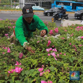 Tak Diduga Tanaman Hias Jakarta Ini Bisa Lawan Polusi Udara
