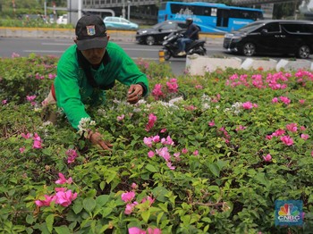 Tak Diduga Tanaman Hias Jakarta Ini Bisa Lawan Polusi Udara