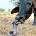 Makan Daging Ular Selamatkan Manusia dari Kiamat, Ini Penelitiannya