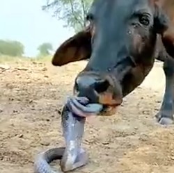 Makan Daging Ular Selamatkan Manusia dari Kiamat, Ini Penelitiannya
