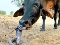 Makan Daging Ular Selamatkan Manusia dari Kiamat, Ini Penelitiannya