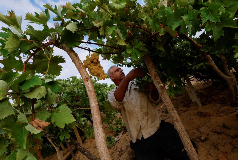 Seorang petani Palestina memetik buah anggur di sebuah ladang di Kota Gaza. (REUTERS/Mohammed Salem) Seorang petani Palestina memetik buah anggur di sebuah ladang di Kota Gaza. (REUTERS/Mohammed Salem)