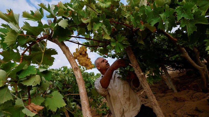 Seorang petani Palestina memetik buah anggur di sebuah ladang di Kota Gaza. (REUTERS/Mohammed Salem)
