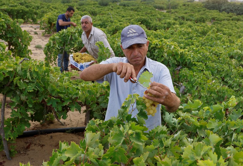Seorang petani Palestina memetik buah anggur di sebuah ladang di Kota Gaza. (REUTERS/Mohammed Salem) Seorang petani Palestina memetik buah anggur di sebuah ladang di Kota Gaza. (REUTERS/Mohammed Salem)