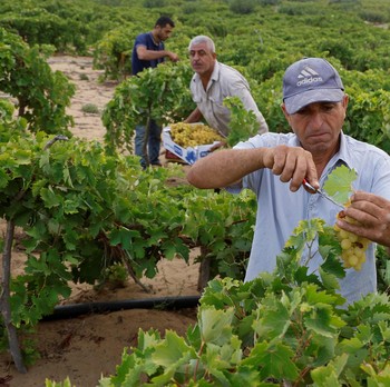 Cuaca 'Neraka' Makan Korban Baru: Petani Anggur Gaza