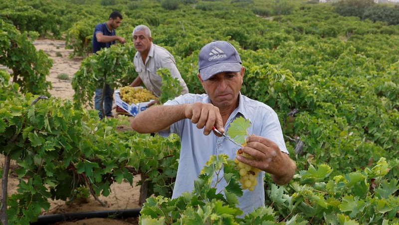 Seorang petani Palestina memetik buah anggur di sebuah ladang di Kota Gaza. (REUTERS/Mohammed Salem)