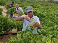 Cuaca 'Neraka' Makan Korban Baru: Petani Anggur Gaza