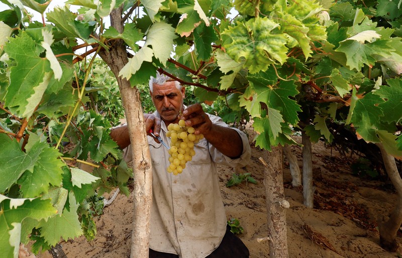 Seorang petani Palestina memetik buah anggur di sebuah ladang di Kota Gaza. (REUTERS/Mohammed Salem) Seorang petani Palestina memetik buah anggur di sebuah ladang di Kota Gaza. (REUTERS/Mohammed Salem)