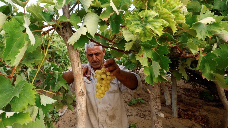 Seorang petani Palestina memetik buah anggur di sebuah ladang di Kota Gaza. (REUTERS/Mohammed Salem)