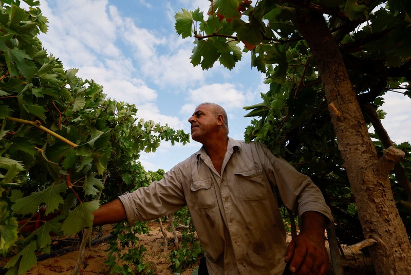Seorang petani Palestina memetik buah anggur di sebuah ladang di Kota Gaza. (REUTERS/Mohammed Salem) Seorang petani Palestina memetik buah anggur di sebuah ladang di Kota Gaza. (REUTERS/Mohammed Salem)