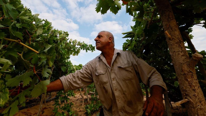 Seorang petani Palestina memetik buah anggur di sebuah ladang di Kota Gaza. (REUTERS/Mohammed Salem)