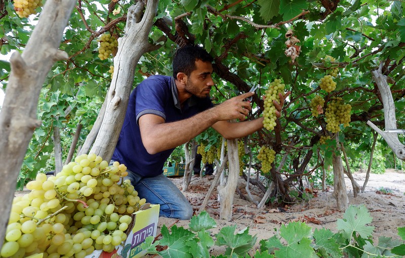 Seorang petani Palestina memetik buah anggur di sebuah ladang di Kota Gaza. (REUTERS/Mohammed Salem)