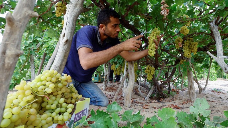 Seorang petani Palestina memetik buah anggur di sebuah ladang di Kota Gaza. (REUTERS/Mohammed Salem)