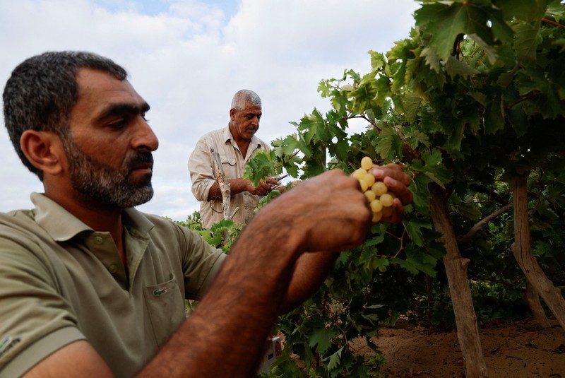 Seorang petani Palestina memetik buah anggur di sebuah ladang di Kota Gaza. (REUTERS/Mohammed Salem) Seorang petani Palestina memetik buah anggur di sebuah ladang di Kota Gaza. (REUTERS/Mohammed Salem)