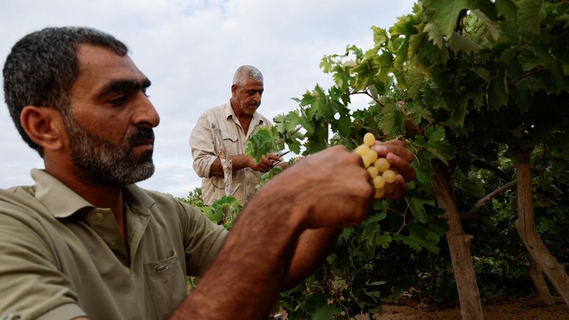Seorang petani Palestina memetik buah anggur di sebuah ladang di Kota Gaza. (REUTERS/Mohammed Salem)