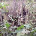 Penampakan Makhluk Misterius Mirip Bigfoot Tertangkap Video