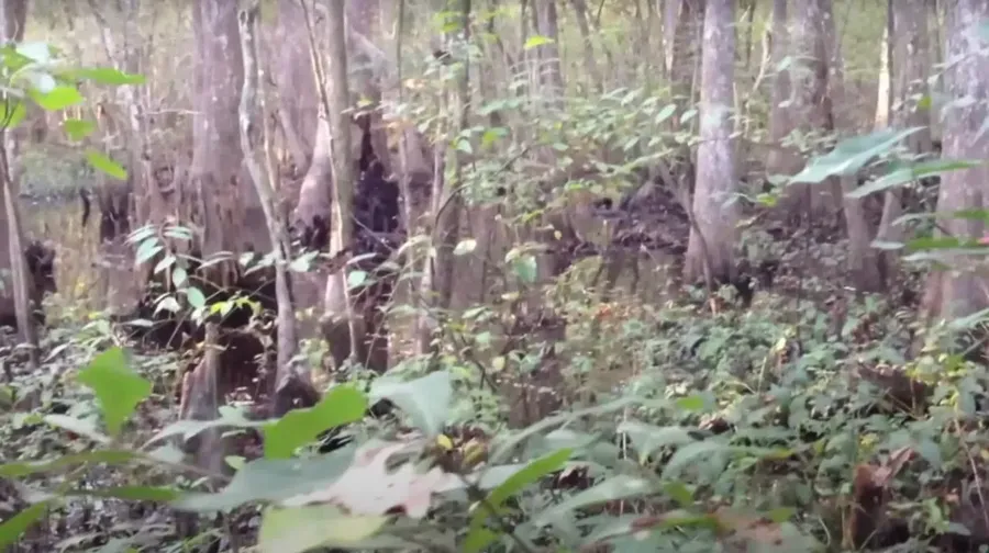 Video yang diunggah Josh Highcliff viral di internet. Narasi yang menyertai menyatakan video ini adalah penampakan Bigfoot paling jelas.