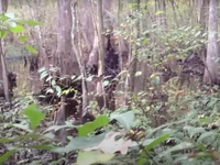 Penampakan Makhluk Misterius Mirip Bigfoot Tertangkap Video