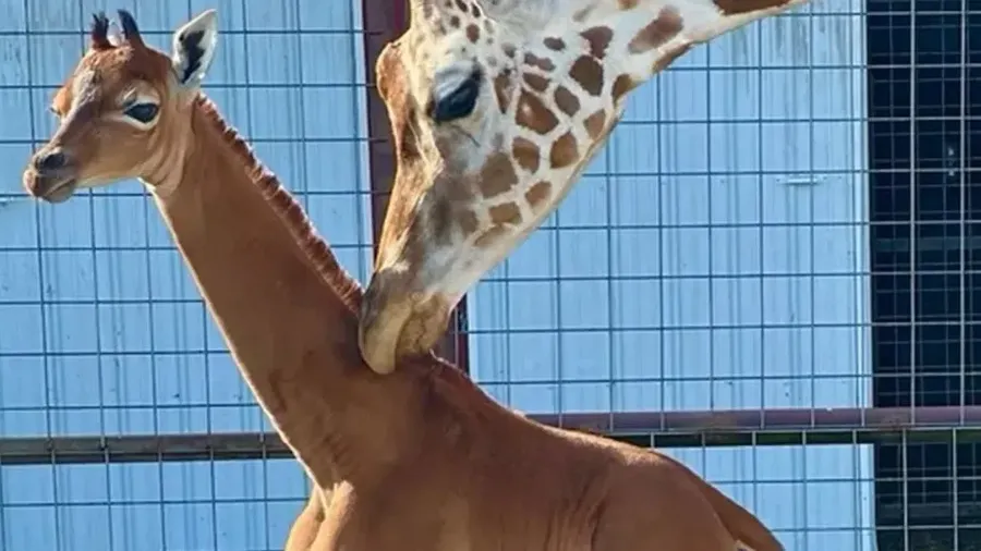 Sebuah kebun binatang di Tennessee merayakan kelahiran jerapah langka yang tidak berbintik, namun kurangnya tambalan dapat membahayakan peluangnya untuk bertahan hidup. (Dok. brightszoo)