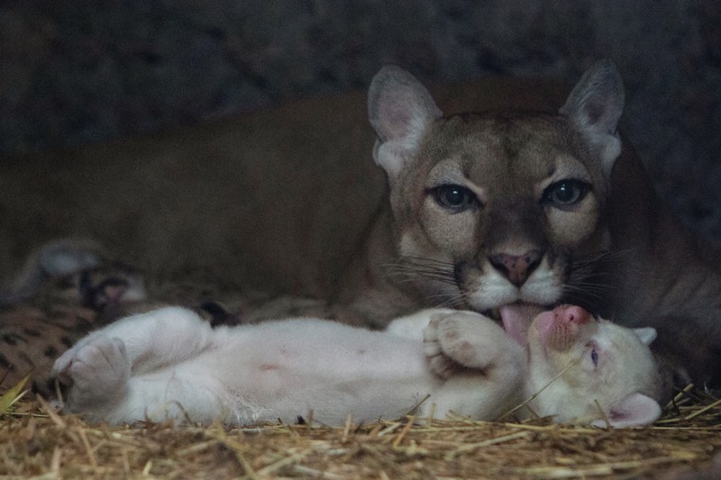 Anak puma albino lahir di kebun binatang Thomas Belt, di Juigalpa. (REUTERS/Maynor Valenzuela) Anak puma albino lahir di kebun binatang Thomas Belt, di Juigalpa. (REUTERS/Maynor Valenzuela)