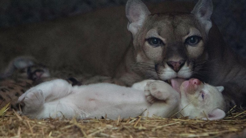 Anak puma albino lahir di kebun binatang Thomas Belt, di Juigalpa. (REUTERS/Maynor Valenzuela)