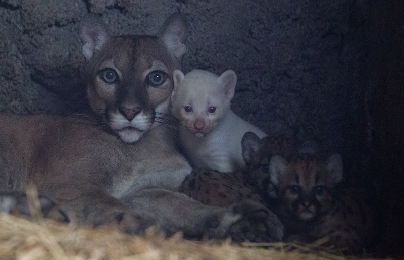Anak puma albino lahir di kebun binatang Thomas Belt, di Juigalpa. (REUTERS/Maynor Valenzuela) Anak puma albino lahir di kebun binatang Thomas Belt, di Juigalpa. (REUTERS/Maynor Valenzuela)