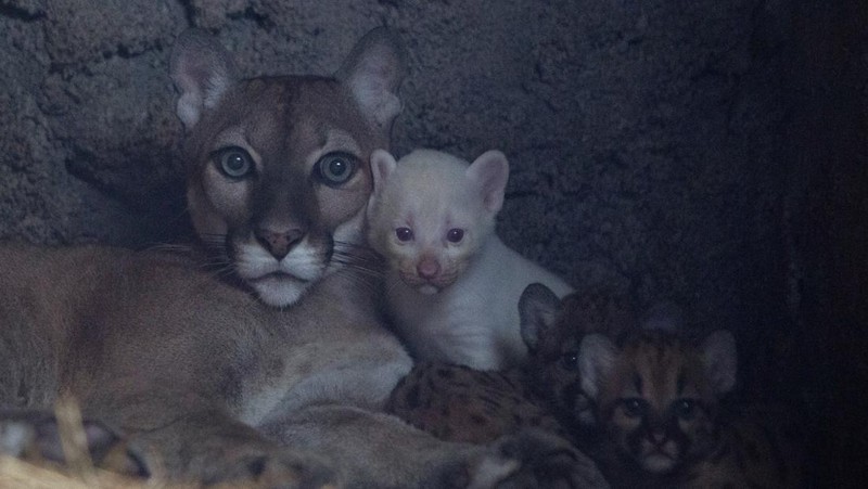Anak puma albino lahir di kebun binatang Thomas Belt, di Juigalpa. (REUTERS/Maynor Valenzuela)
