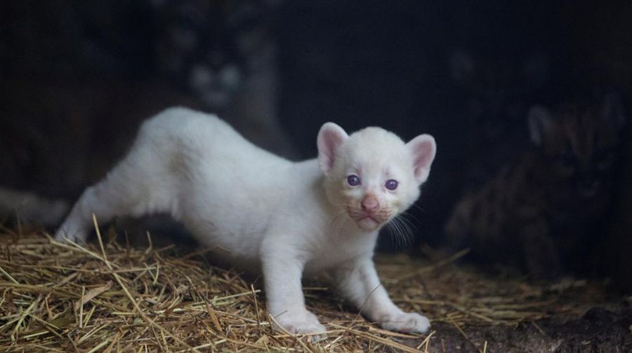 Anak puma albino lahir di kebun binatang Thomas Belt, di Juigalpa. (REUTERS/Maynor Valenzuela)