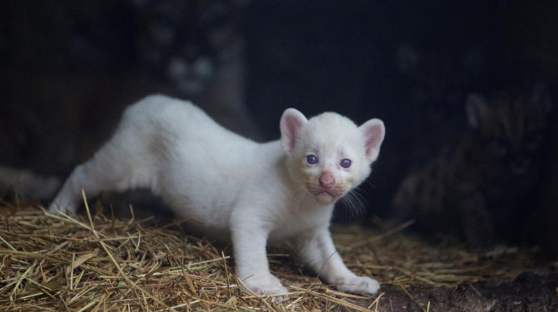 Anak puma albino lahir di kebun binatang Thomas Belt, di Juigalpa. (REUTERS/Maynor Valenzuela)