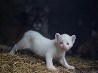 Intip Lucunya Puma Albino Pertama Lahir di Nikaragua