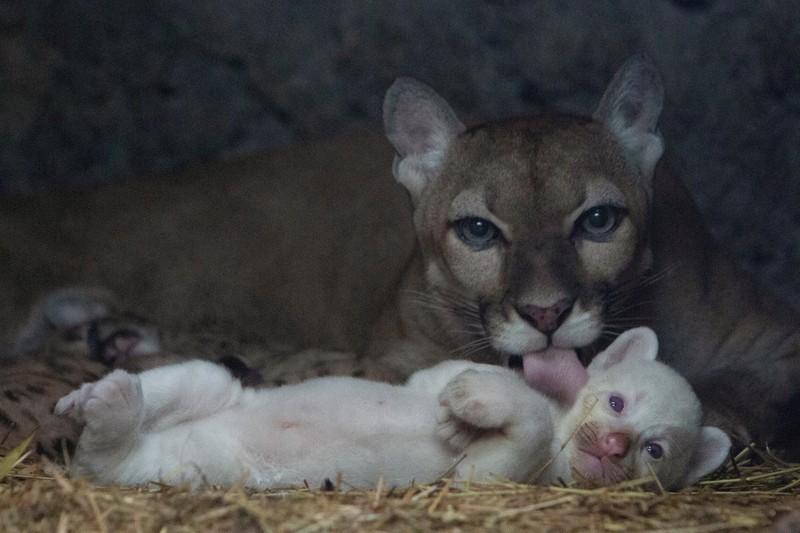 Anak puma albino lahir di kebun binatang Thomas Belt, di Juigalpa. (REUTERS/Maynor Valenzuela) Anak puma albino lahir di kebun binatang Thomas Belt, di Juigalpa. (REUTERS/Maynor Valenzuela)