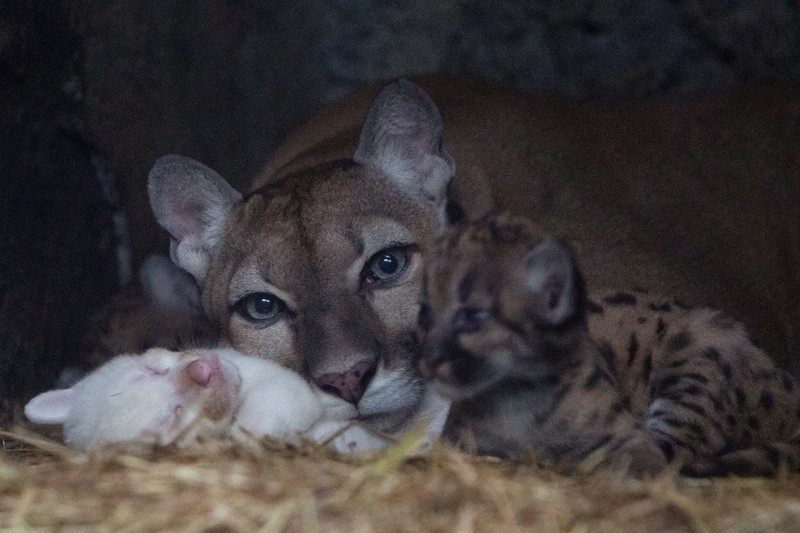 Anak puma albino lahir di kebun binatang Thomas Belt, di Juigalpa. (REUTERS/Maynor Valenzuela) Anak puma albino lahir di kebun binatang Thomas Belt, di Juigalpa. (REUTERS/Maynor Valenzuela)