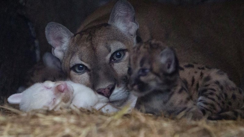 Anak puma albino lahir di kebun binatang Thomas Belt, di Juigalpa. (REUTERS/Maynor Valenzuela)