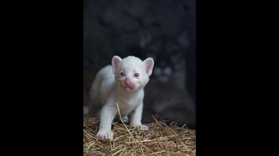 Anak puma albino lahir di kebun binatang Thomas Belt, di Juigalpa. (REUTERS/Maynor Valenzuela)