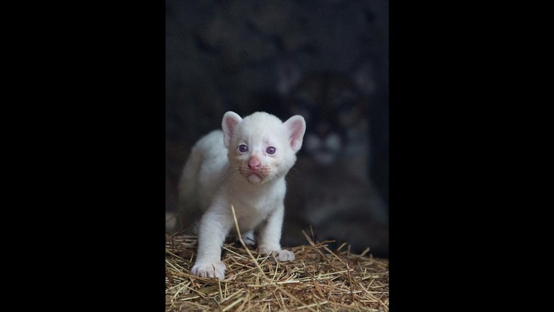 Anak puma albino lahir di kebun binatang Thomas Belt, di Juigalpa. (REUTERS/Maynor Valenzuela)